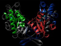 enzymen-die-belangrijk-zijn-voor-de-wikkeling-van-chromosonaal-dna