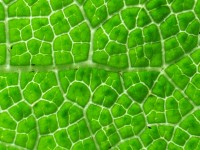 greenstructure