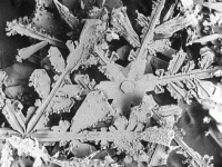 snowcrystalunderamicroscope