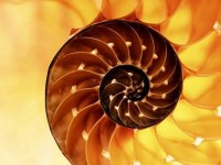 shell-of-the-nautilus-organised-like-fibonacci-numbers