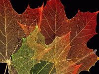 structures-of-maple-leaves