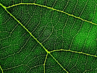 structuur-van-een-groen-planteblad