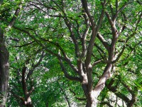 takken-structuur-van-bomen-iepen